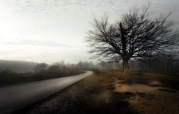 Road, fog, tree, morning