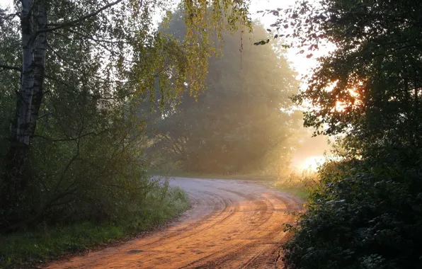 Road, forest, light, nature, morning