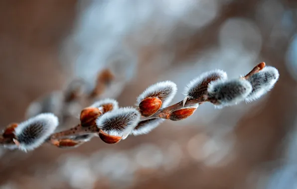 Branches, nature, spring, flowering, kidney, Verba, IVA, bokeh