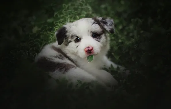 Greens, white, summer, look, leaves, dog, baby, puppy