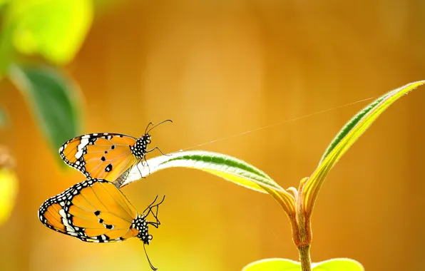 Picture butterfly, plant, yellow, leaves, gossamer