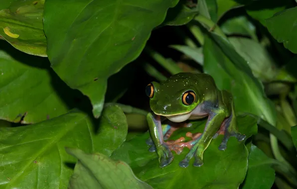 Picture eyes, leaves, water, frog, amphibian