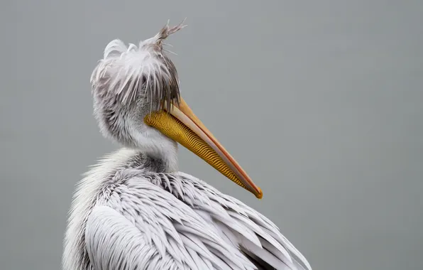 Picture background, bird, pelican