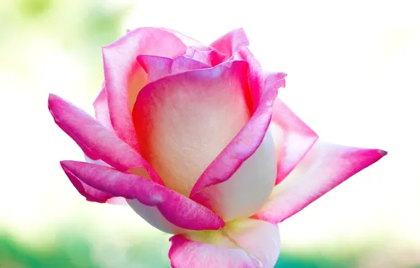 Background, rose, color, beauty, petals