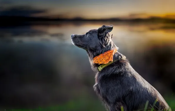 Look, nature, each, dog