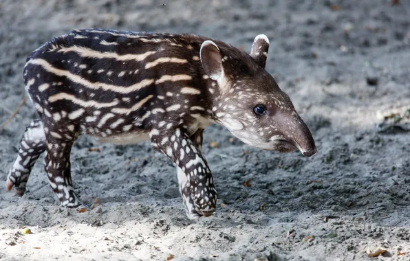 Picture nature, background, Tapir