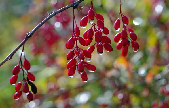 Picture autumn, drops, macro, berries, beauty, branch, fruit, many