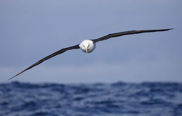 Picture sea, bird, flight, Campbell's Albatross, Thalassarche impavida
