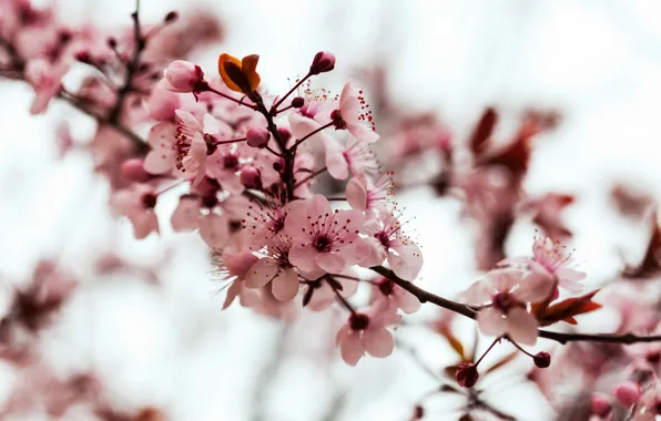 Flowers, branches, tree, Sakura, flowering