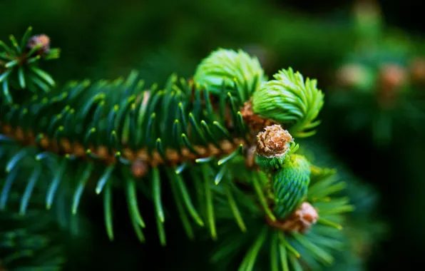 Macro, table, spruce branch, Wallpapers, green needles