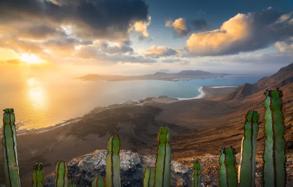 Mountains, desert, cacti