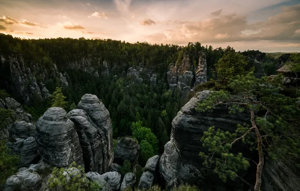 Forest, mountains, rocks, Elbe Sandstone mountains