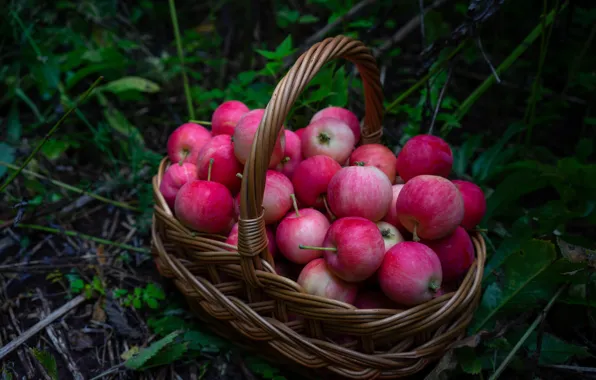 Grass, apples, harvest, basket