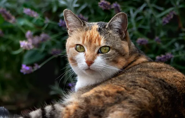 Picture cat, look, pose, background, portrait, garden, lies, motley