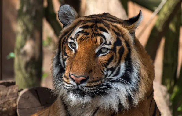 Cat, look, face, nature, tiger, background, portrait, wild