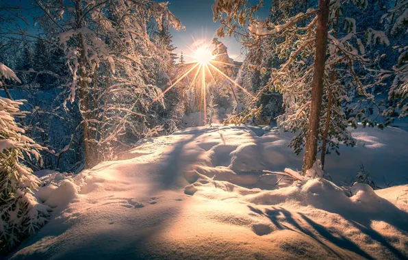 Picture winter, forest, the sun, rays, snow, trees, the snow