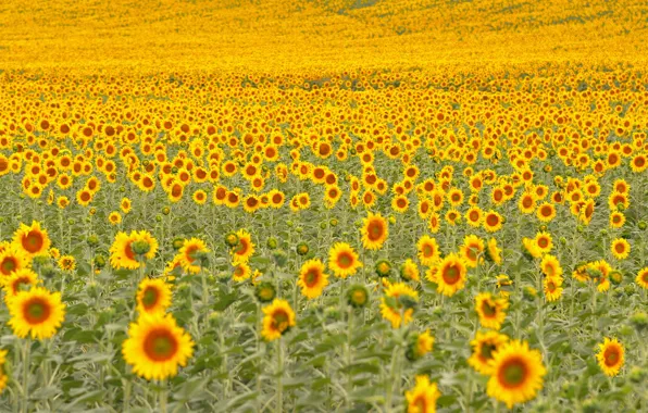 Picture field, sunflowers, nature