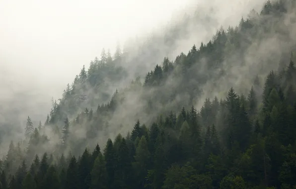 Picture forest, the sky, trees, nature, fog