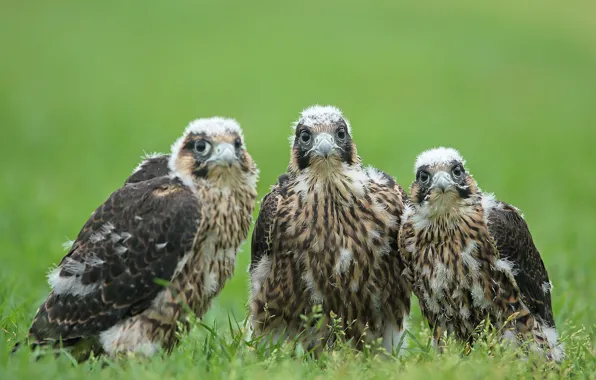 Birds, the eagles, three