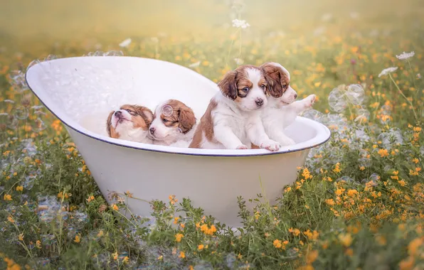 Dogs, look, flowers, nature, pose, glade, puppies, bath