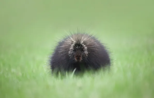 Picture grass, look, face, background, glade, cub, porcupine