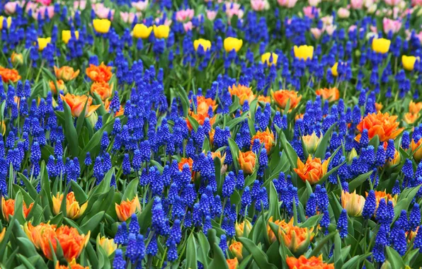Flowers, glade, bright, spring, yellow, garden, tulips, orange