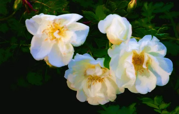Picture flowers, the dark background, roses, white