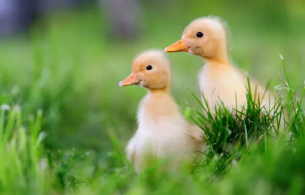 Duck, pair, ducklings, Chicks