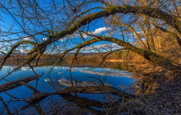 Picture autumn, clouds, trees, branches, blue, shore, spring, pond
