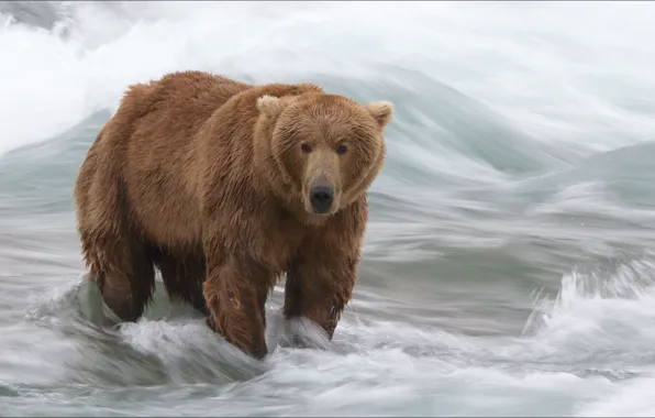 Nature, animal, bear, hunting