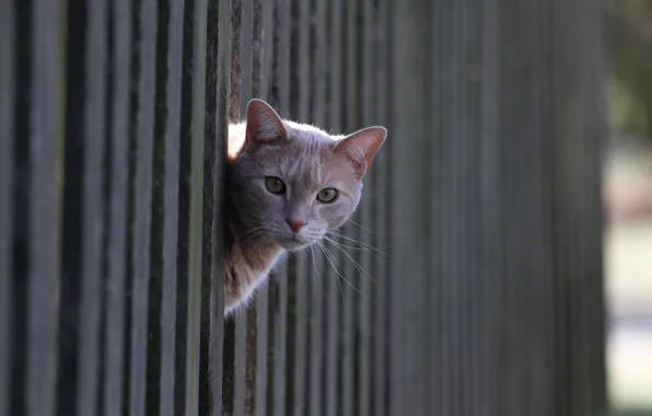 Cat, look, the fence