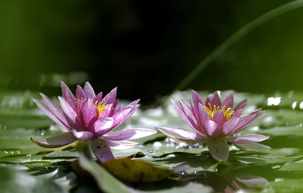 Water, flowers, leaves, Lily