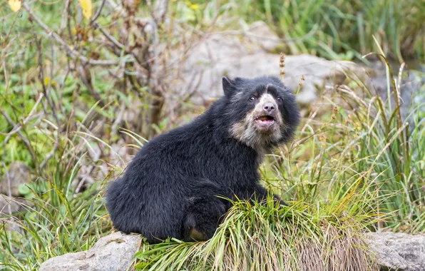 Picture grass, bear, bear, cub, ©Tambako The Jaguar, spectacle