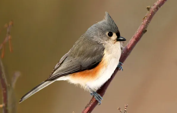 Bird, color, branch, feathers