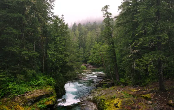 Picture forest, trees, fog, stream, for, Washington, USA, Lewis