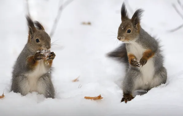 Winter, snow, a couple, proteins