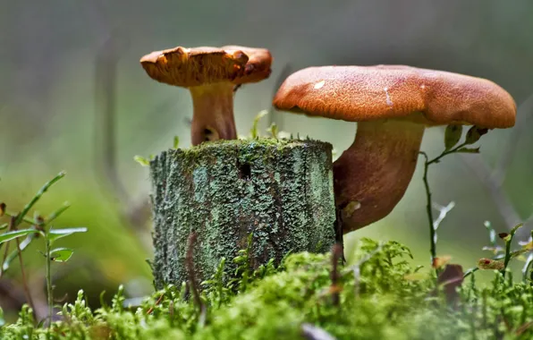 Picture Grass, Mushrooms, Moss, Stump