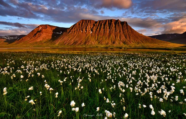 Picture summer, mountains, the evening, Iceland, July, marsh plant Cottongrass, Suganda fjord