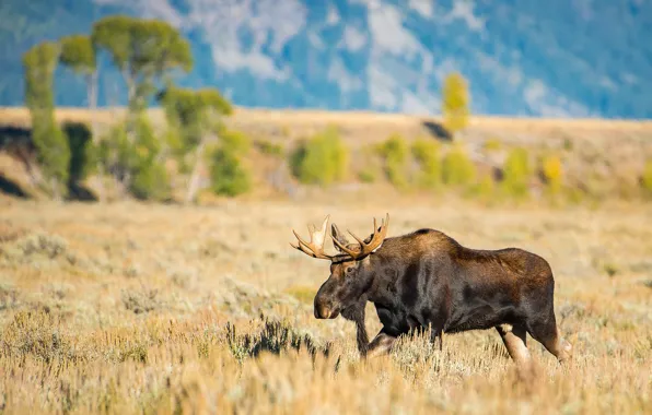 Picture field, trees, landscape, mountains, nature, horns, walk, moose