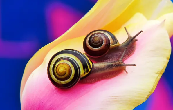 Flower, macro, blue, yellow, background, two, Tulip, snail