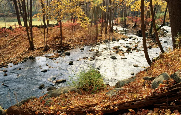 Autumn, river, leaves
