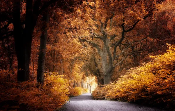 Picture road, autumn, Park