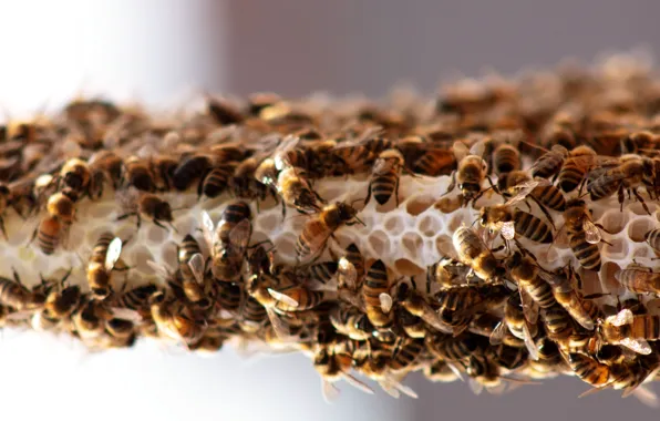 Insects, Wallpaper, picture, bees, insect, bees, bees, display background