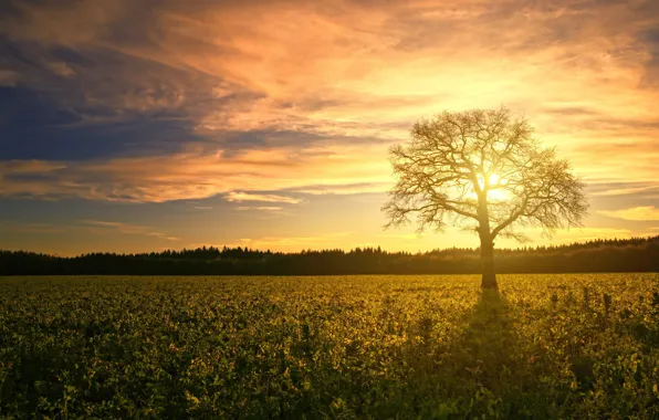 Field, forest, the sky, the sun, clouds, light, landscape, sunset