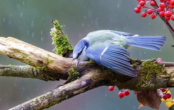 Berries, rain, bird, moss, branch, fruit, tit