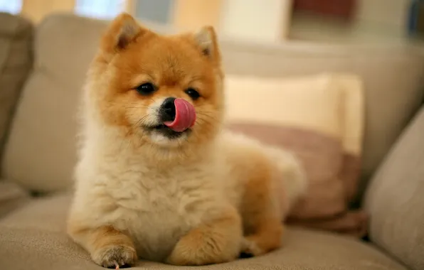 Muzzle, puppy, licked, Akita