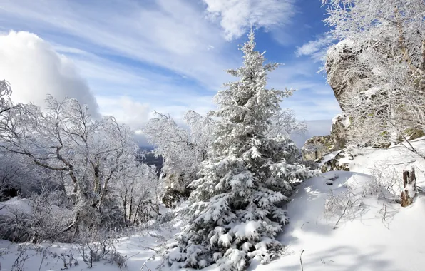 Winter, the sky, snow, trees, spruce