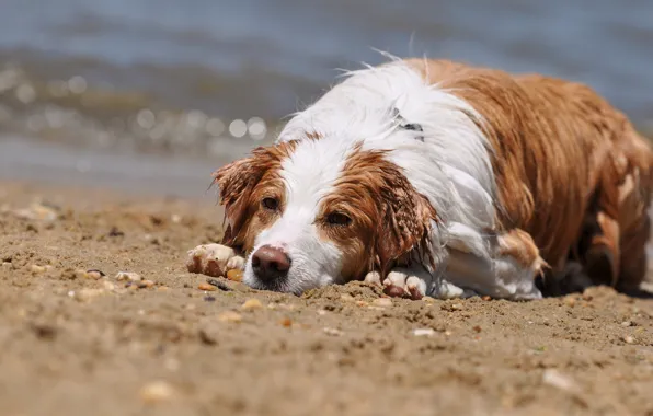 Summer, dog, wet