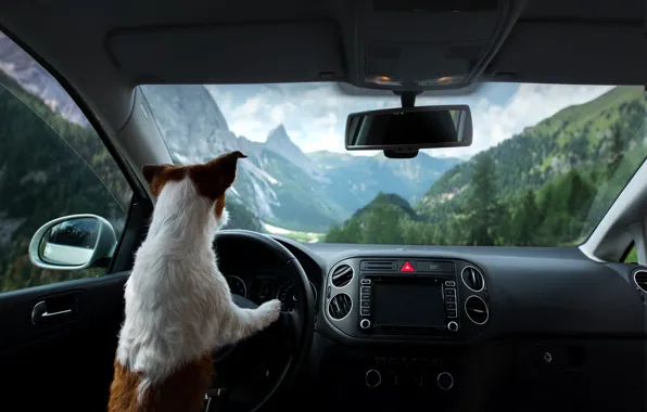 Road, machine, forest, mountains, nature, pose, back, dog
