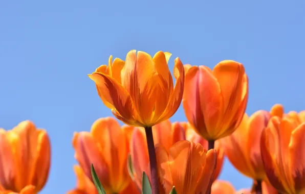 The sky, macro, tulips, orange, buds